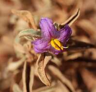 Image de Solanum coactiliferum J. M. Black