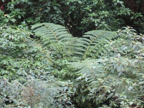 Image of Cyathea costaricensis (Mett. ex Kuhn) Domin