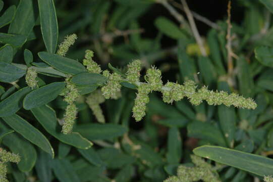 Слика од Chenopodium nitrariaceum (F. Müll.) F. Müll. ex Benth.