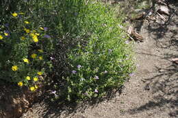 Image of Barleria lancifolia subsp. lancifolia