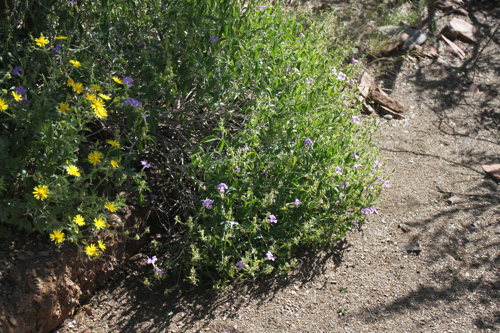 Imagem de Barleria lancifolia subsp. lancifolia