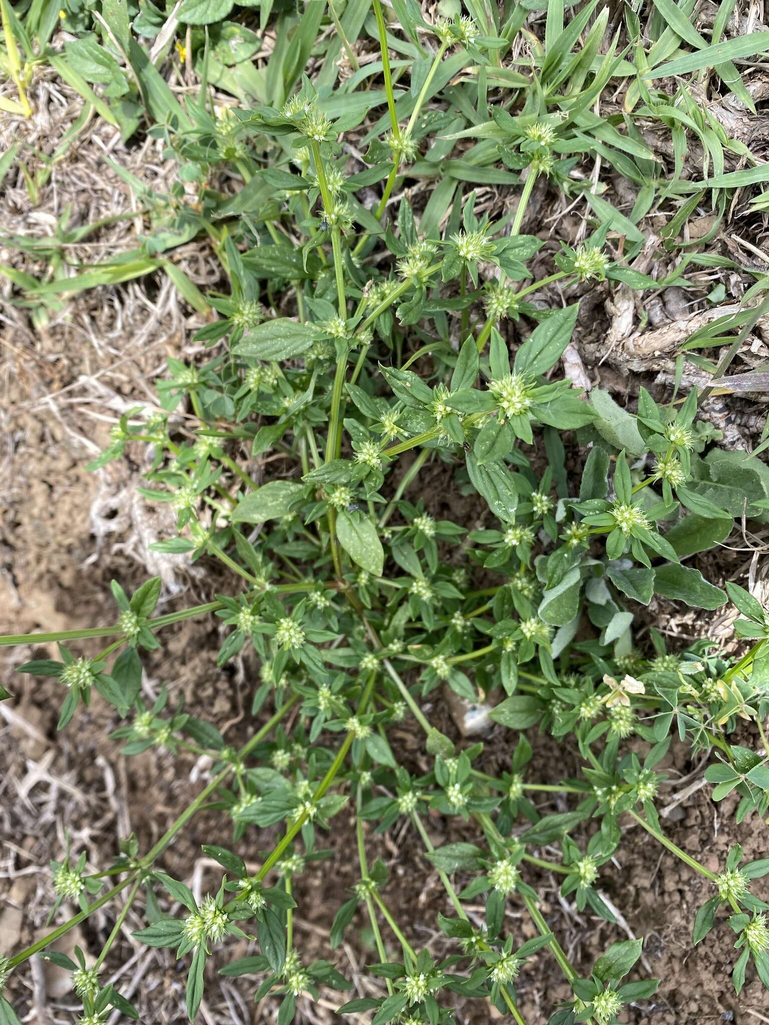 Image of Oval-Leaf False Buttonweed