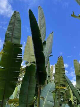 Image of Heliconia mariae Hook. fil.