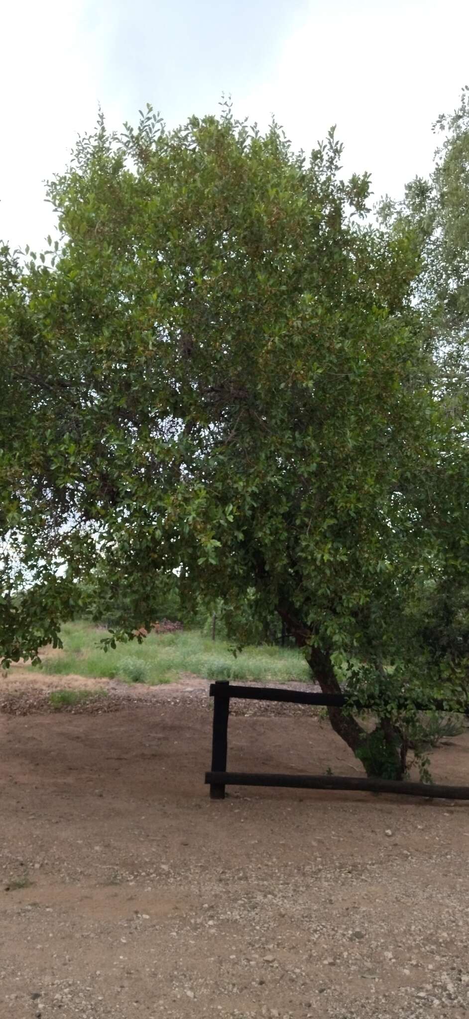 Image of Red bushwillow