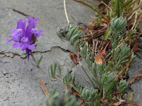 Image of Linaria alpina subsp. alpina