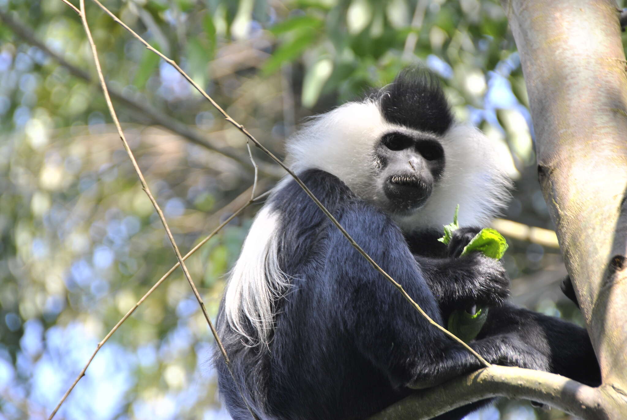 Image of Colobus angolensis ruwenzorii Thomas 1901