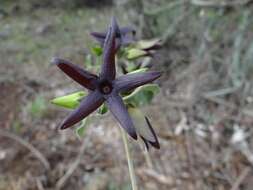 Sivun Matelea pilosa (Benth.) R. E. Woodson kuva