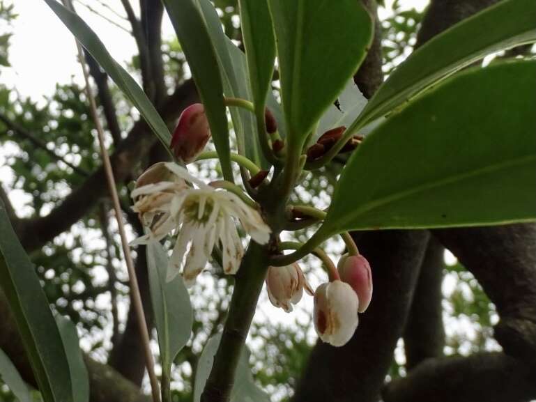 Image de Illicium angustisepalum A. C. Sm.