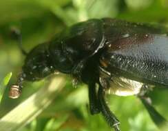 Image of Nicrophorus (Nicrophorus) guttula (Motschulsky 1845)