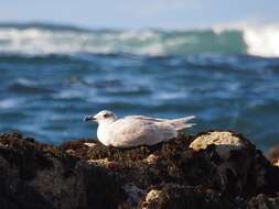 Image of Glaucous-winged Gull