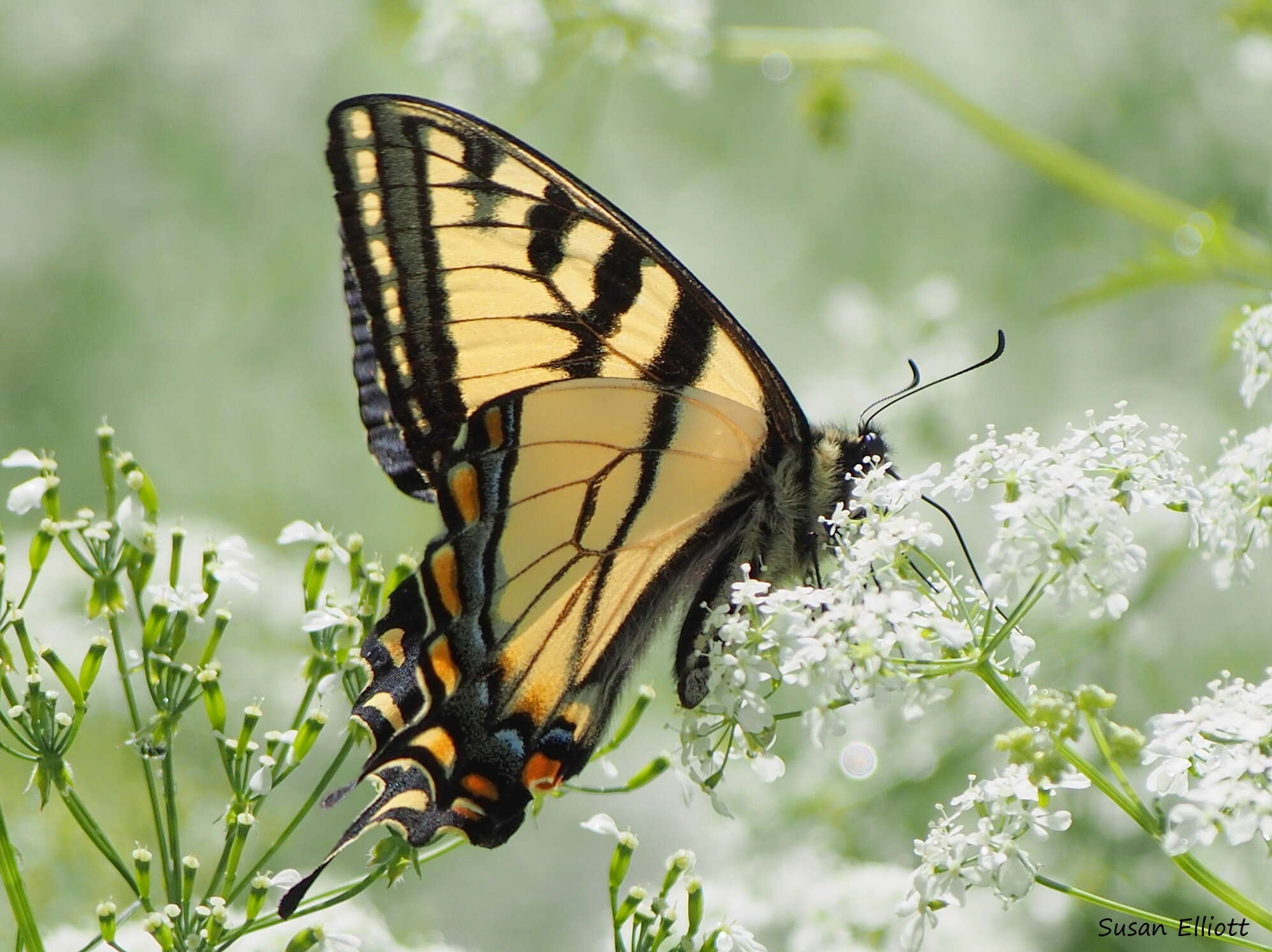 Image de Papillon tigré du Canada