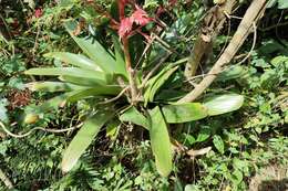 Image of Tillandsia tovarensis Mez