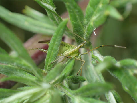 Image of Adelphocoris quadripunctatus (Fabricius 1794)