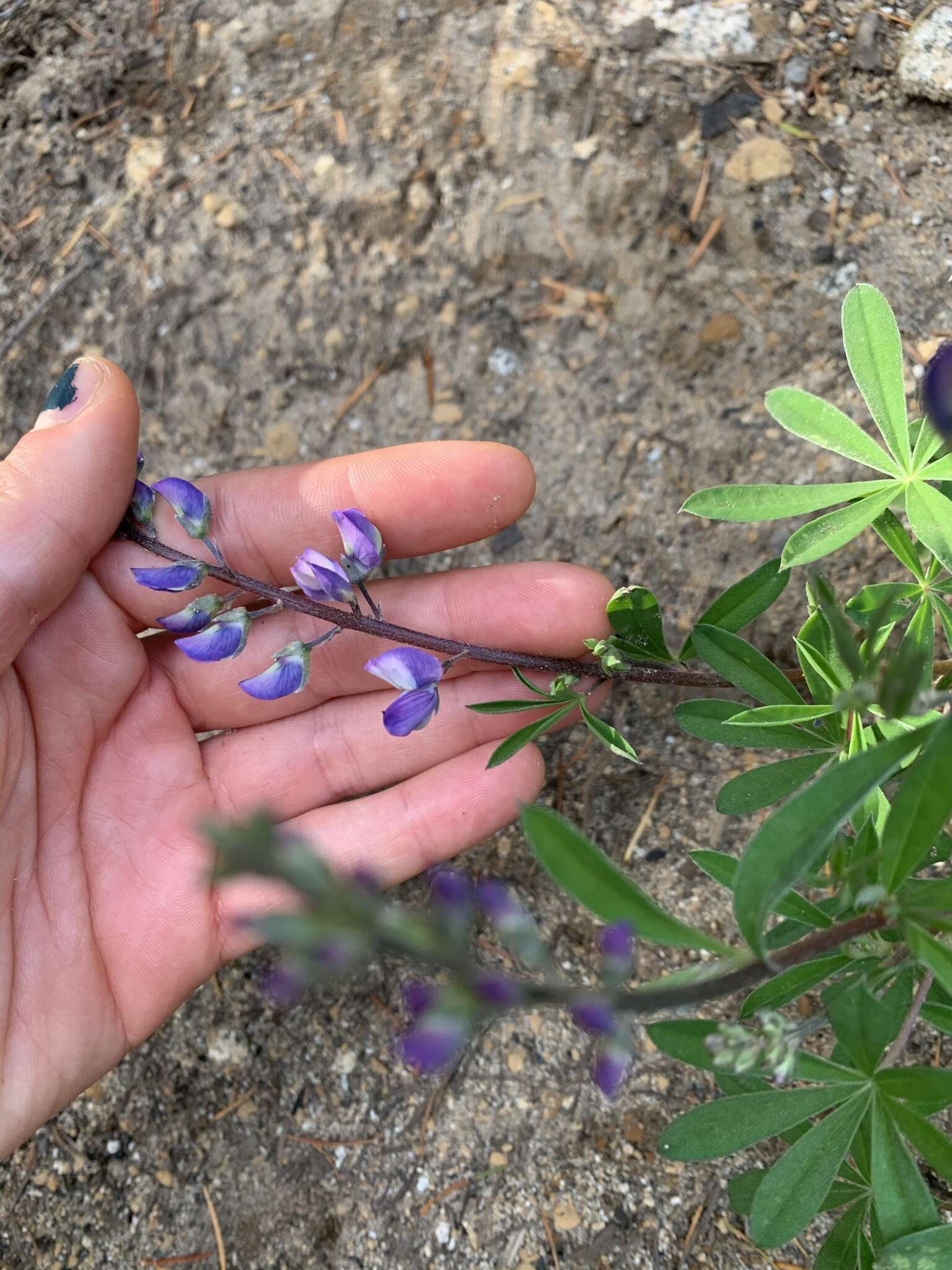 Image of broadleaf lupine