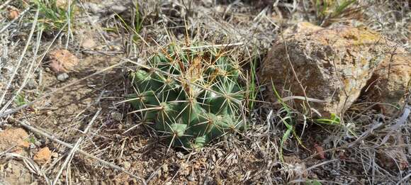 Imagem de Coryphantha ottonis (Pfeiff.) Lem.