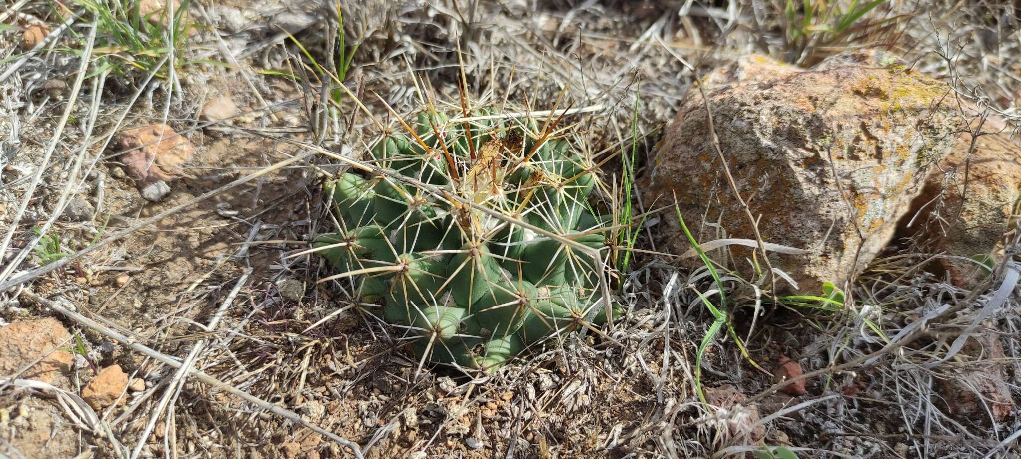 Image of Coryphantha ottonis (Pfeiff.) Lem.