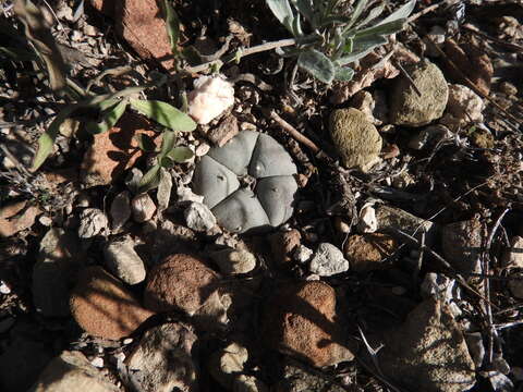 Image of lophophora