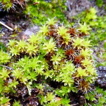 Image of Syntrichia montana Nees