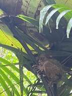 Image de Tarsier des Philippines