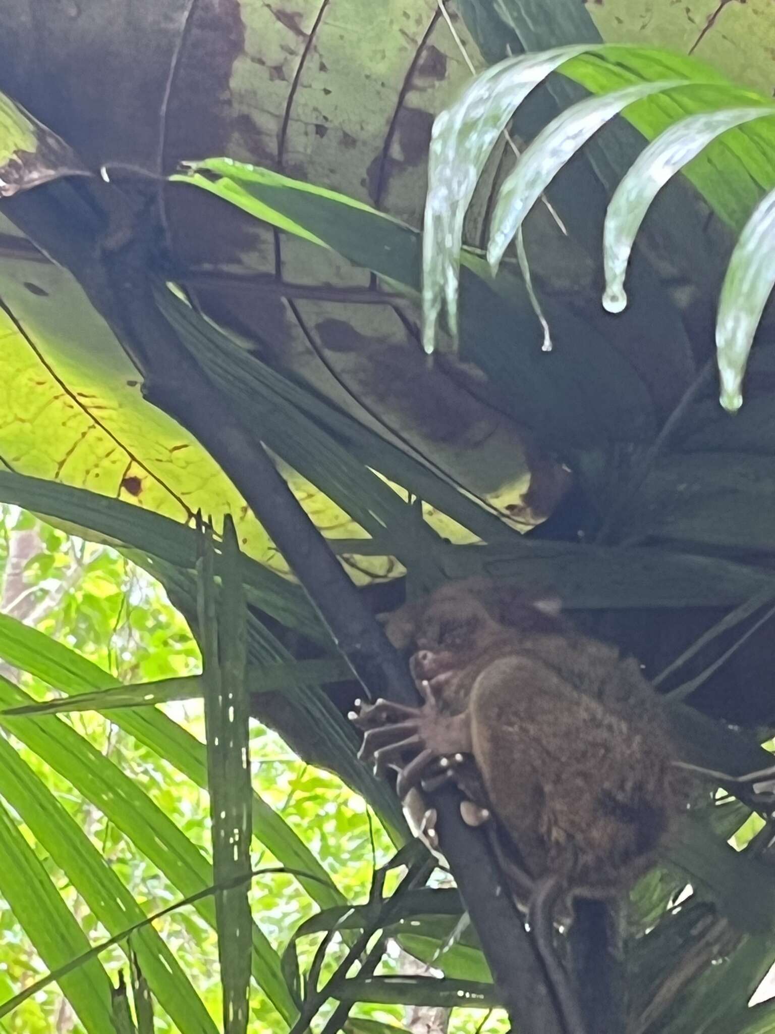 Image of Philippine tarsier