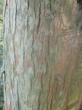 Image of Taiwan Incense-Cedar