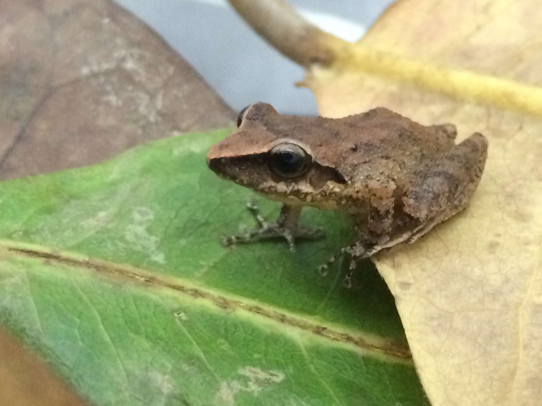 Image of Paulo's Robber Frog