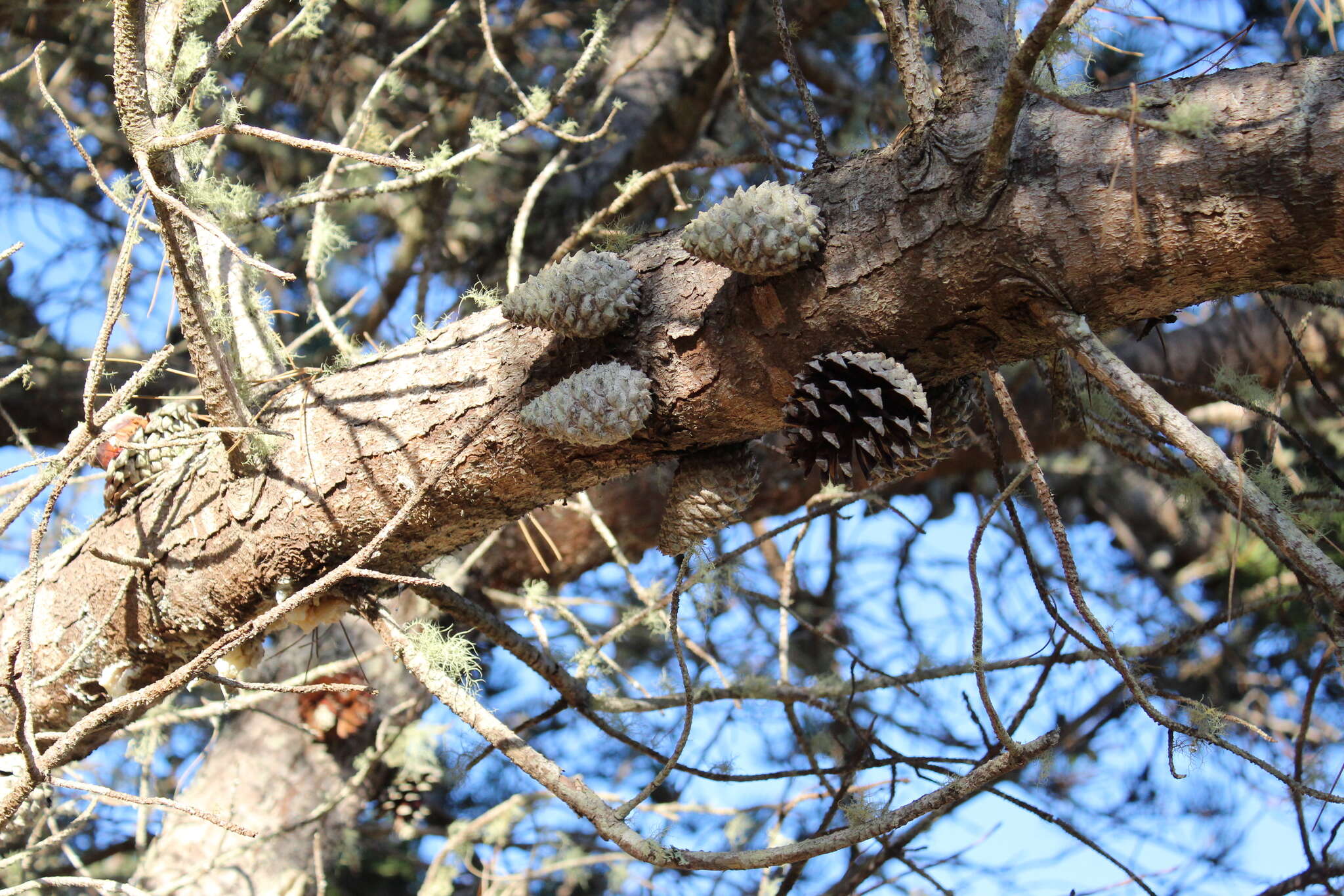 Image of Bishop pine