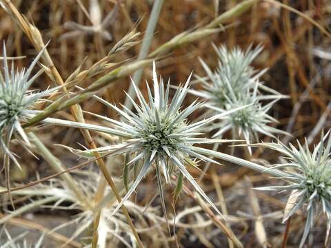 Image de Eryngium castrense Jepson