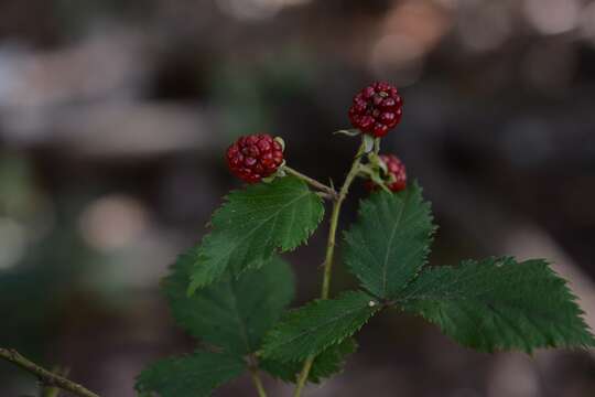 Image of Rubus sapidus Schltdl.