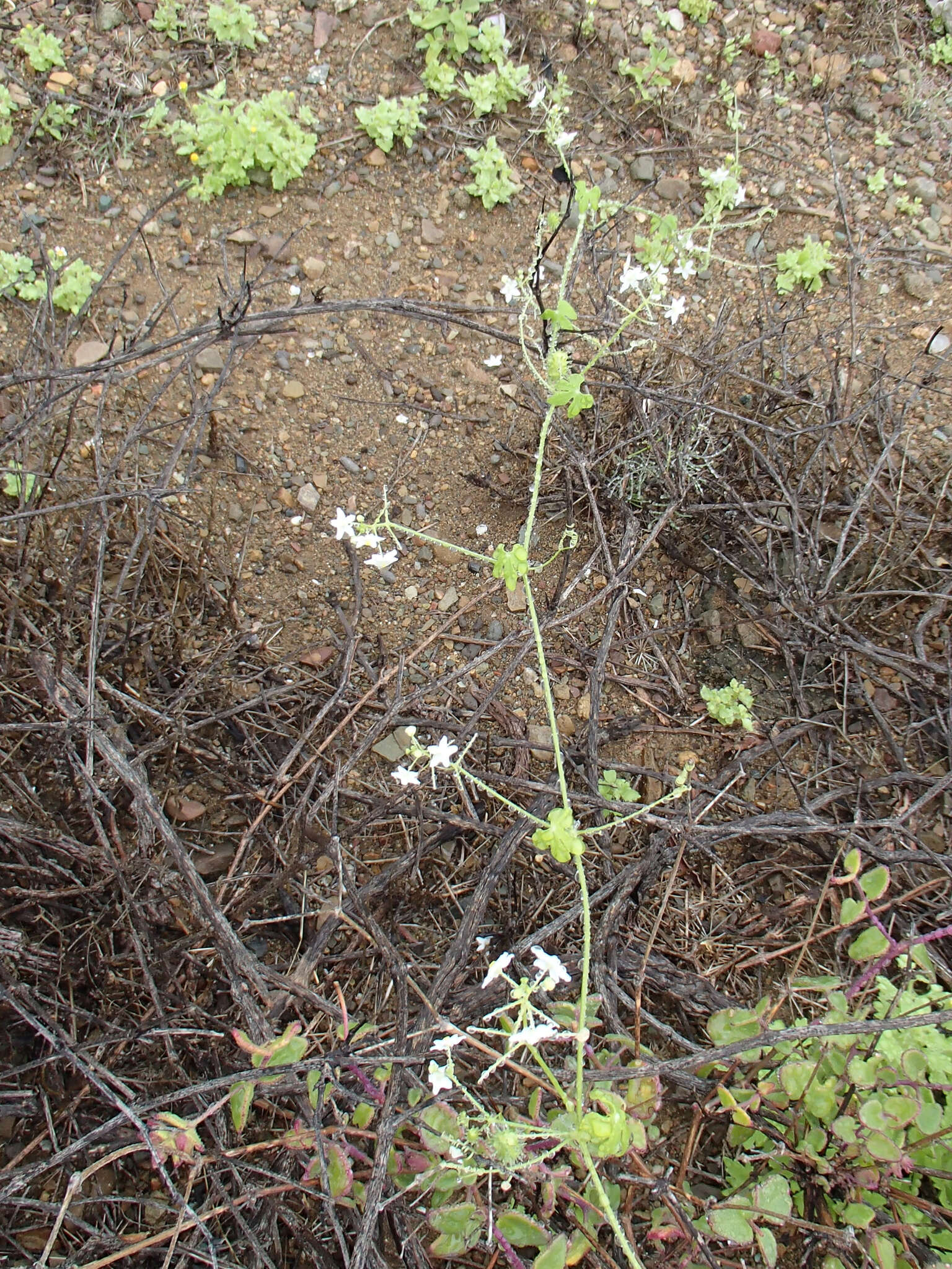 Image of Echinopepon minimus (S. Wats.) S. Wats.