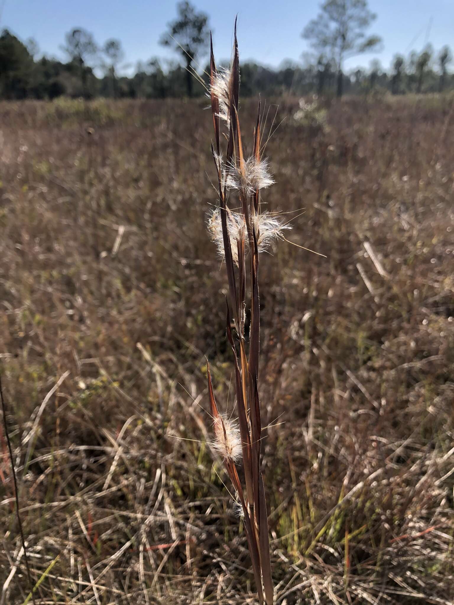 Sivun Andropogon gyrans Ashe kuva