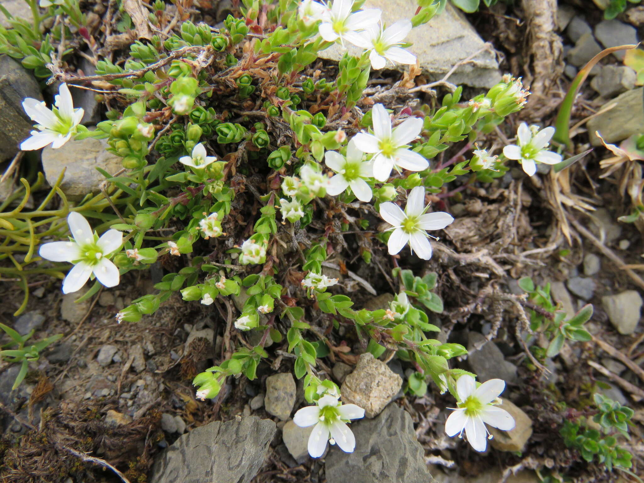 Image de Arenaria ciliata L.