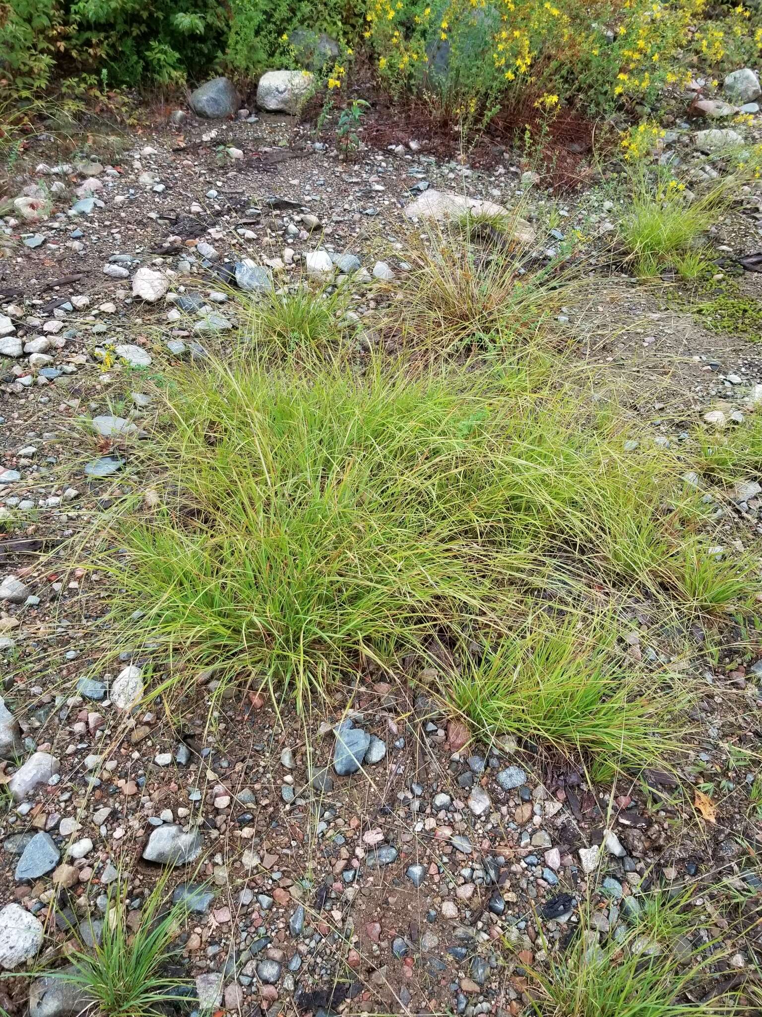 Image of flattened oatgrass