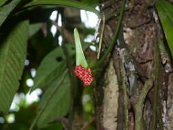 Image of Anthurium bakeri Hook. fil.