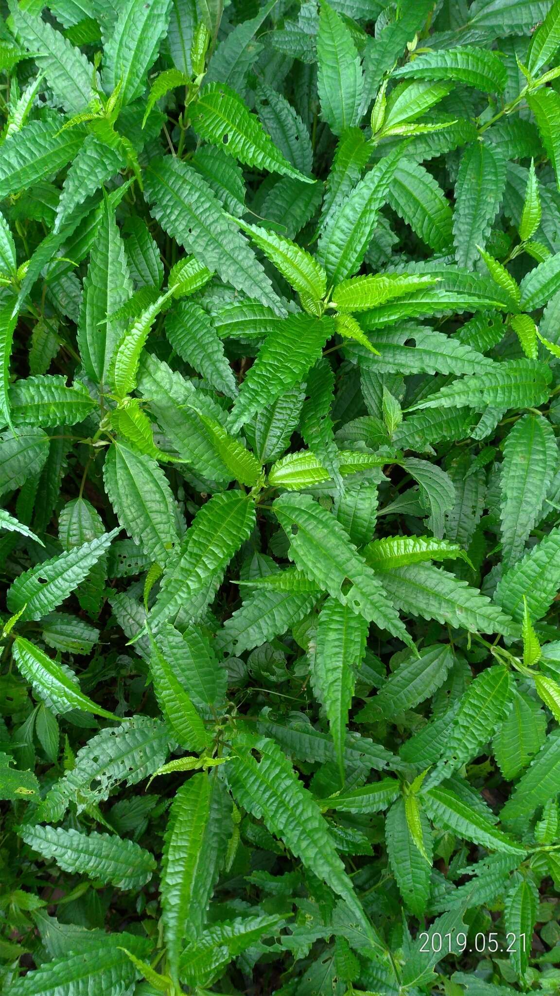 Image of Pilea angulata (Bl.) Bl.