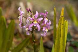 Plancia ëd Cyrtochilum ramosissimum (Lindl.) Dalström