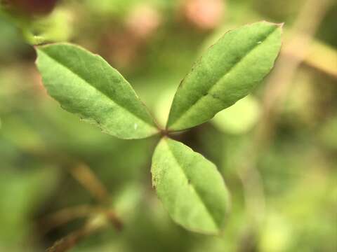 Trifolium depauperatum var. stenophyllum (Nutt.) McDermott的圖片