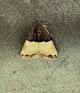 Image of Ozarba hemiochra Hampson 1910