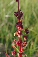 Rumex arcticus Trautv.的圖片