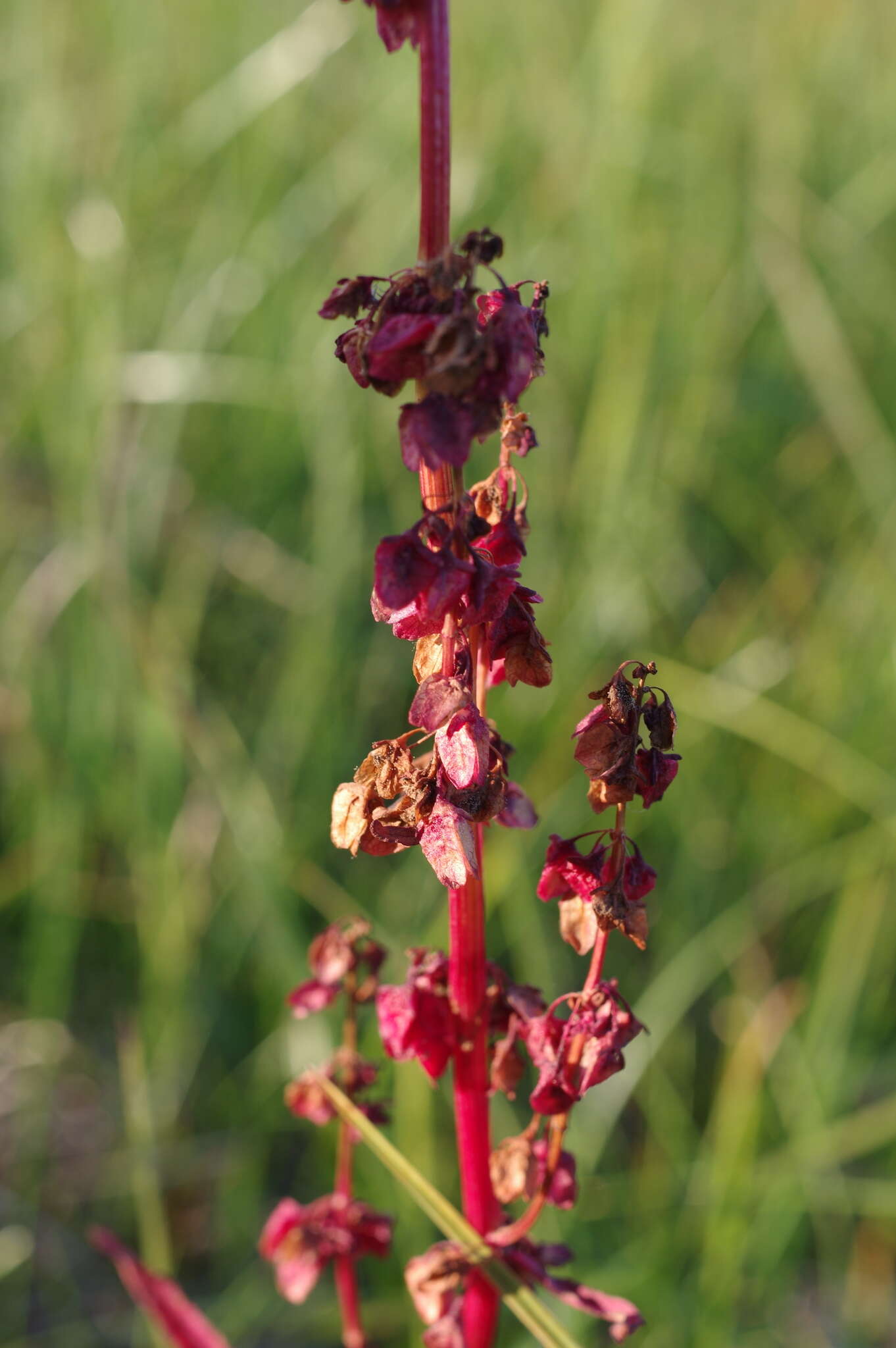 Rumex arcticus Trautv.的圖片