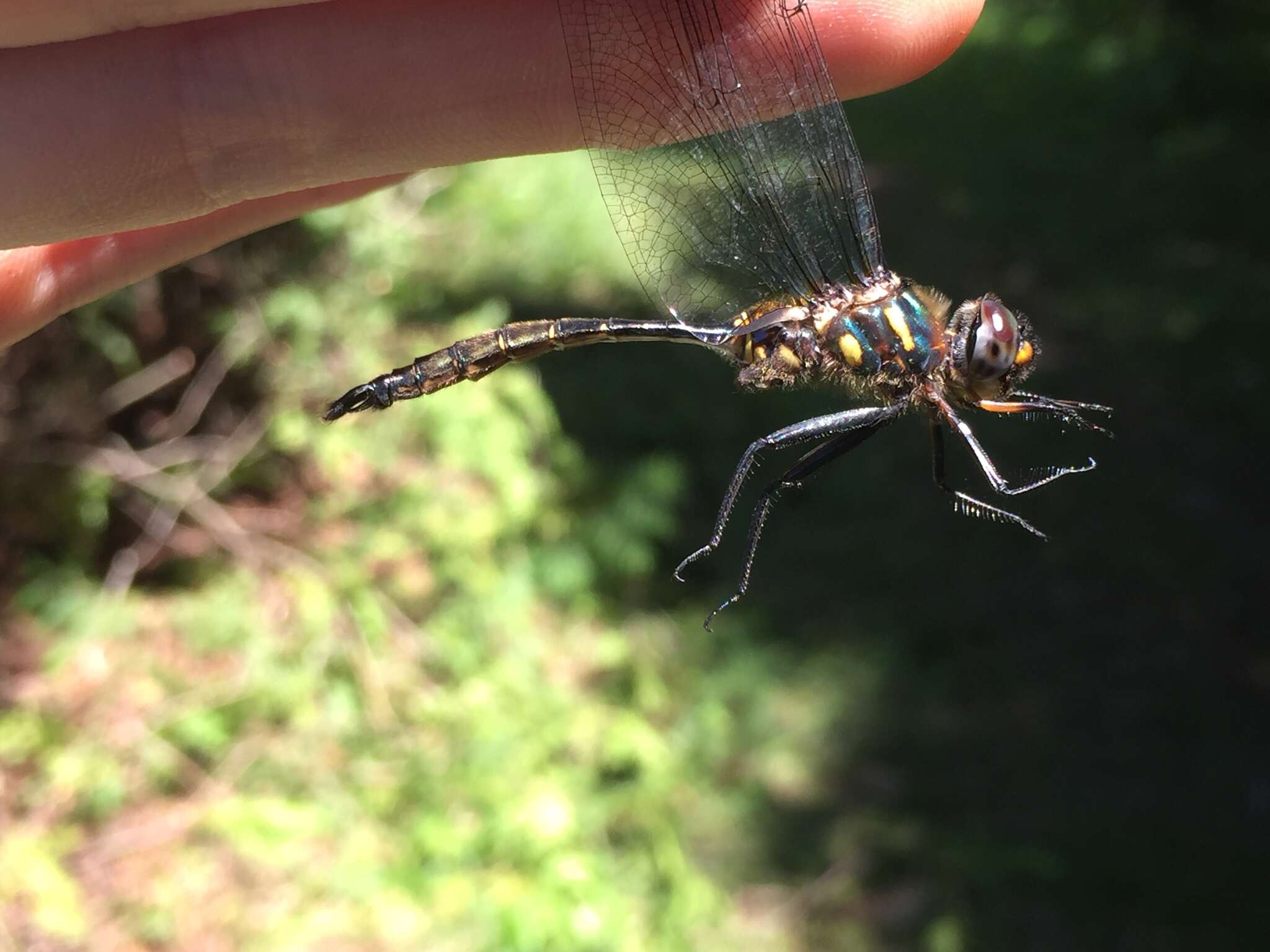 Image of Brush-tipped Emerald