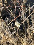 Image of naked buckwheat