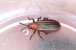 Image of Goldenrod Leaf Miner