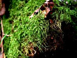 Image of loeskeobryum moss