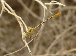 صورة Onychogomphus lefebvrii (Rambur 1842)