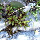 Image of Gentianella astonii subsp. arduana Glenny & Molloy