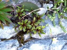 Image de Gentianella astonii (Petrie) L. G. Adams