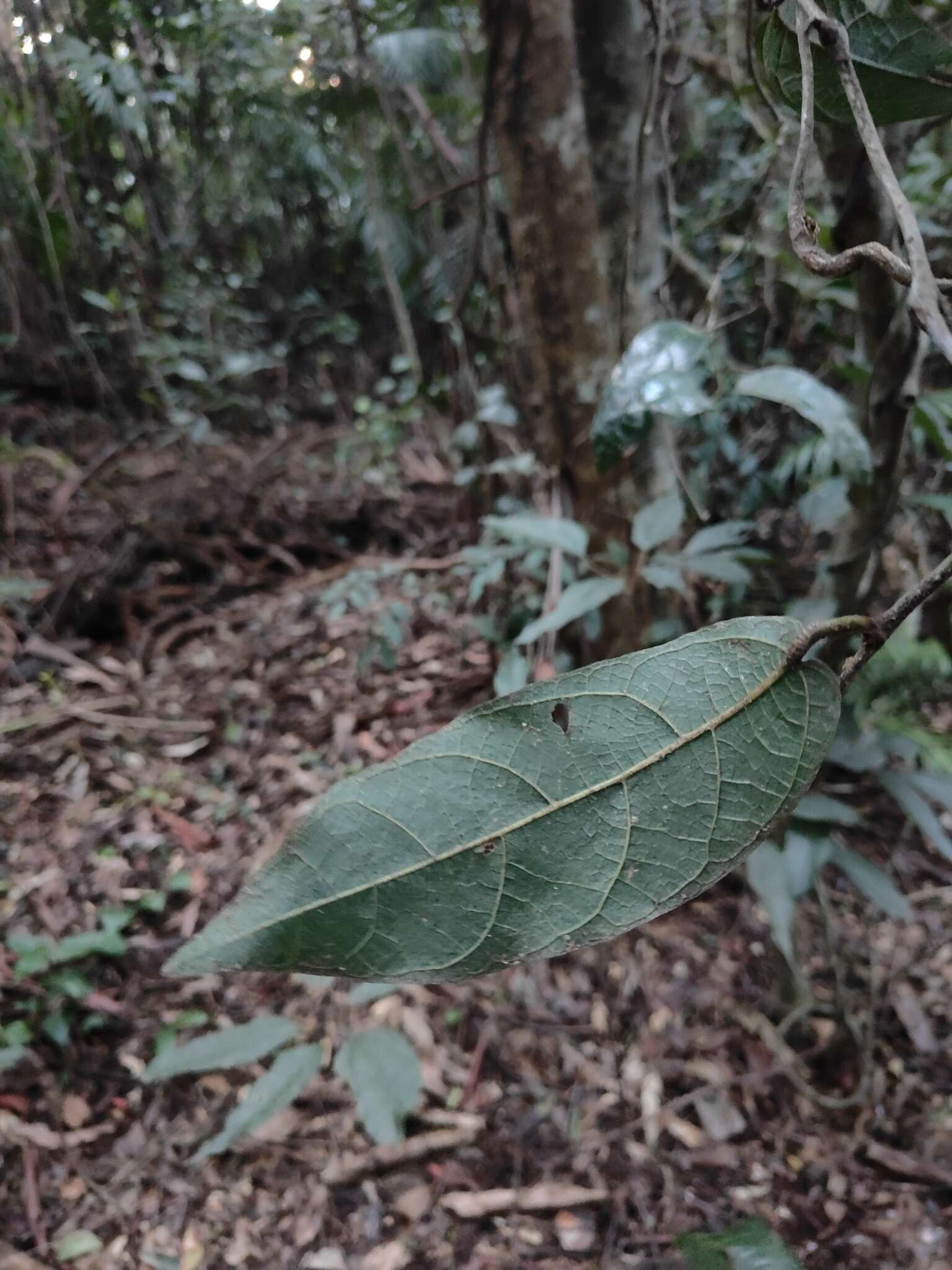 صورة Aristolochia praevenosa F. Müll.