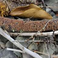 Aleurodiscus berggrenii (Cooke) G. Cunn. 1953的圖片