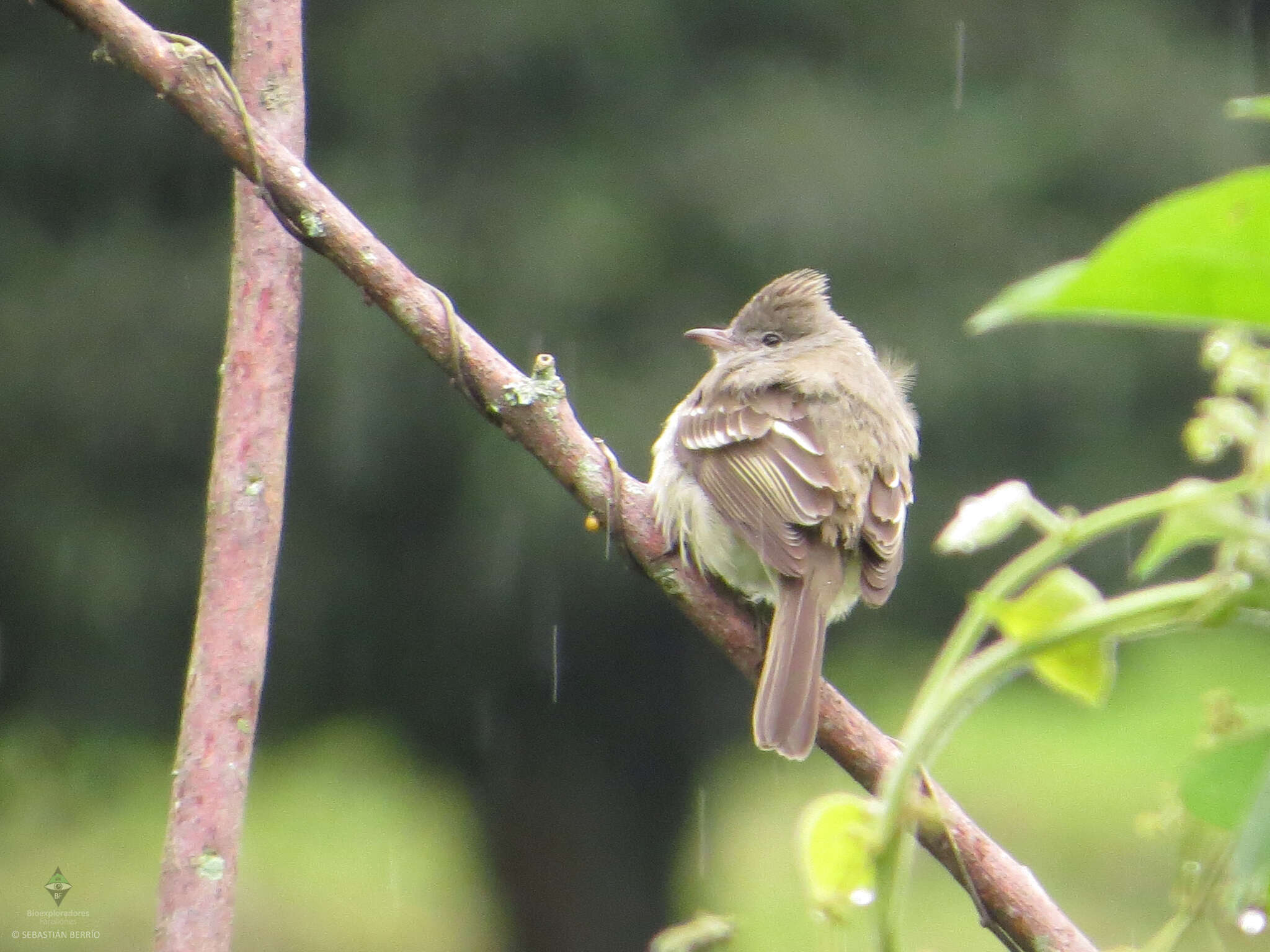 Image of Yellow-bellied Elaenia